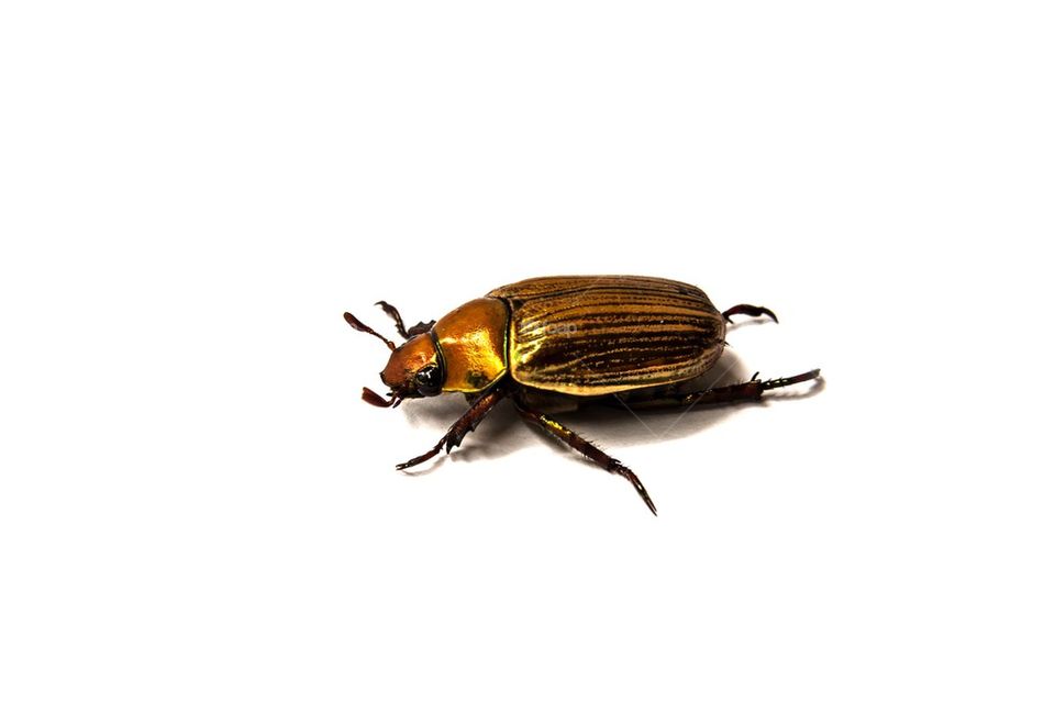 Golden beetle