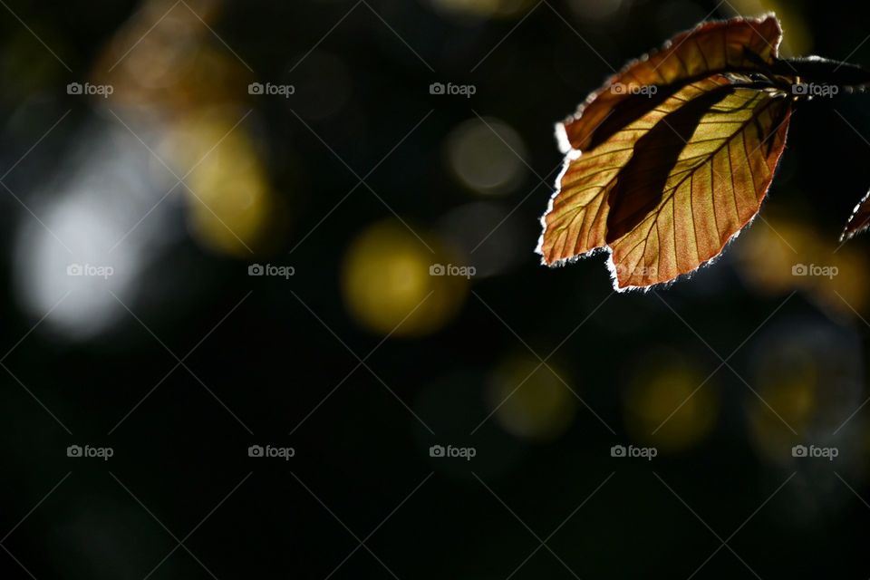 Luces de primavera 
Spring lights