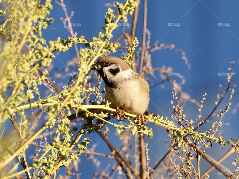 Sparrow on the grass