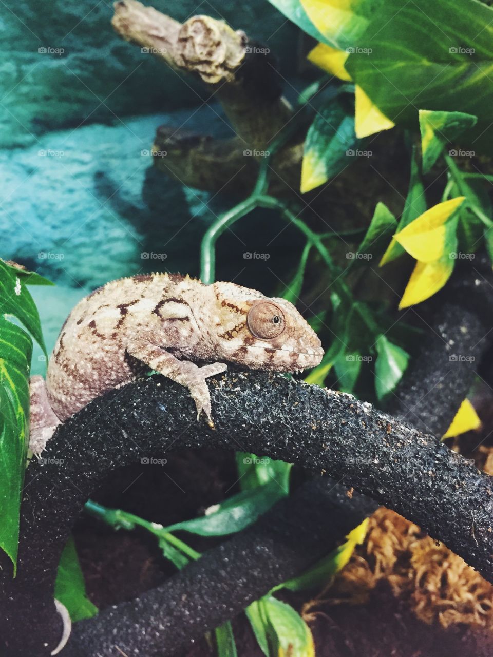 Chameleon . A baby brown chameleon.