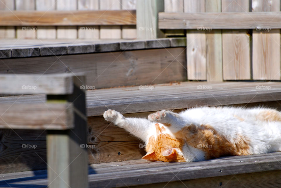 Cat sleeping in sunlight