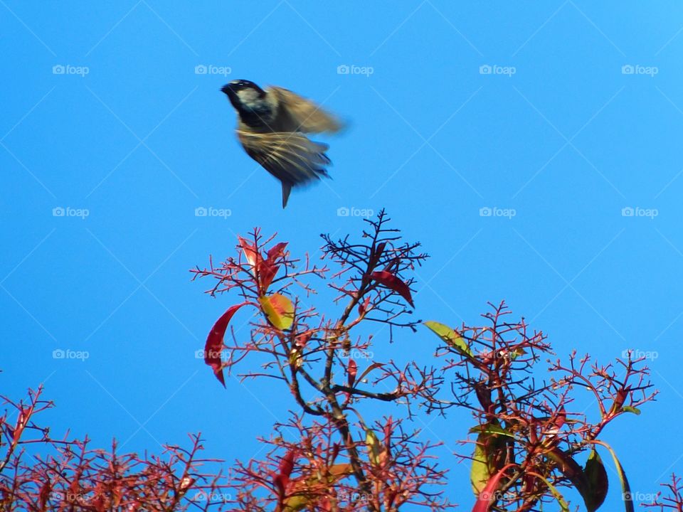 Sparrow taking flight