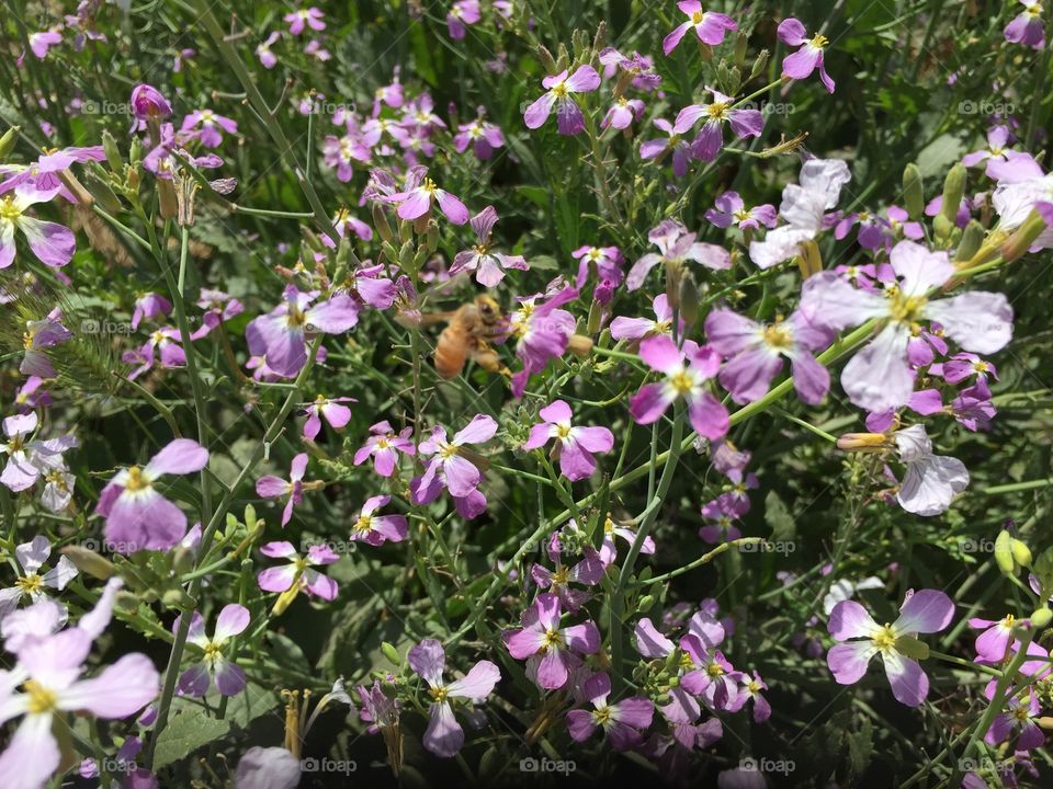 Spring, bee buzzing in a bloom of pink wild flowers