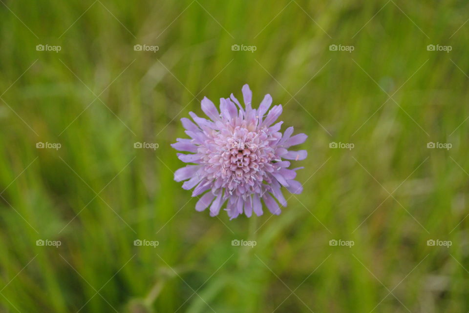 violet flower on meadow
