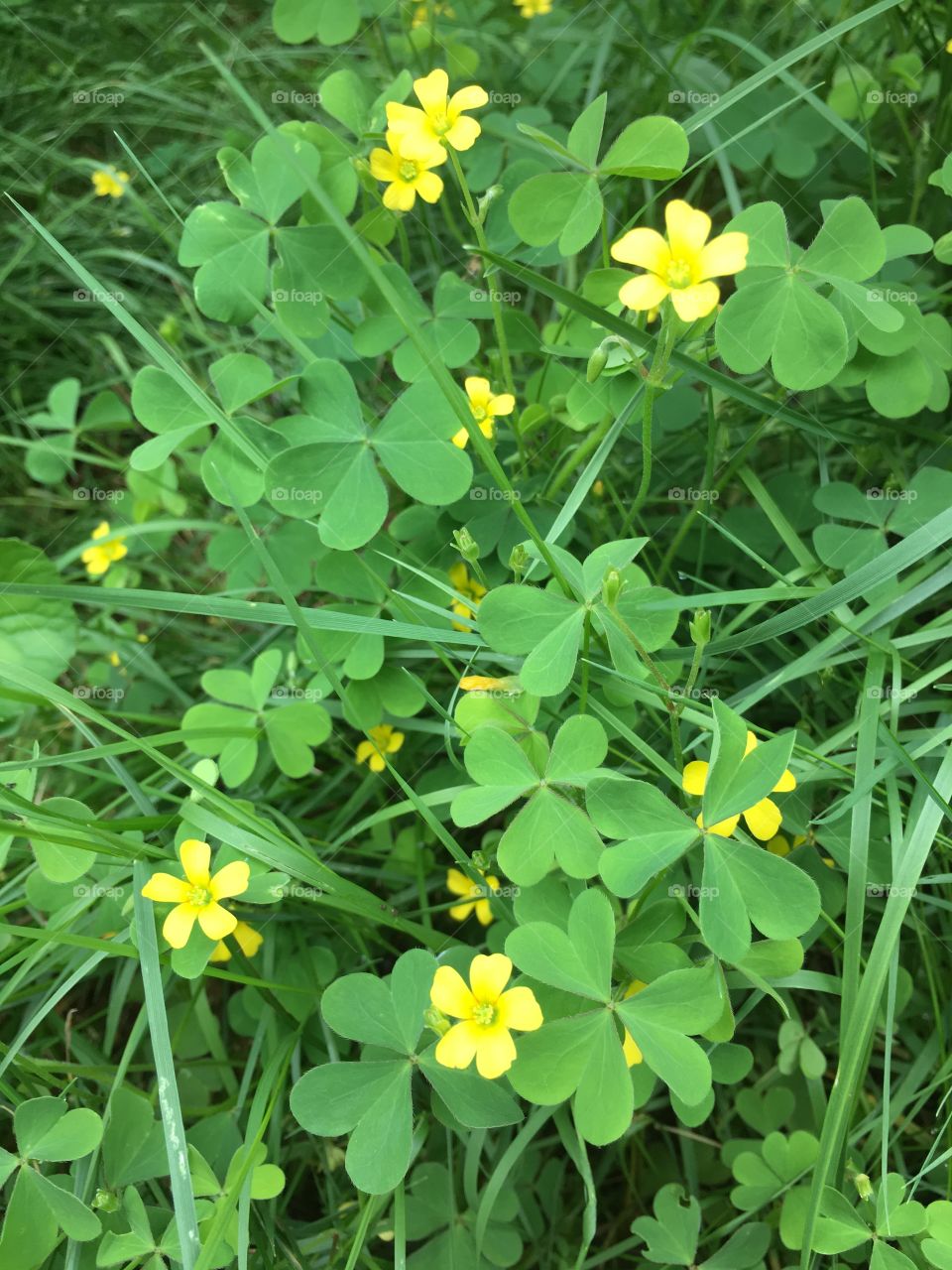 Clover with blossoms