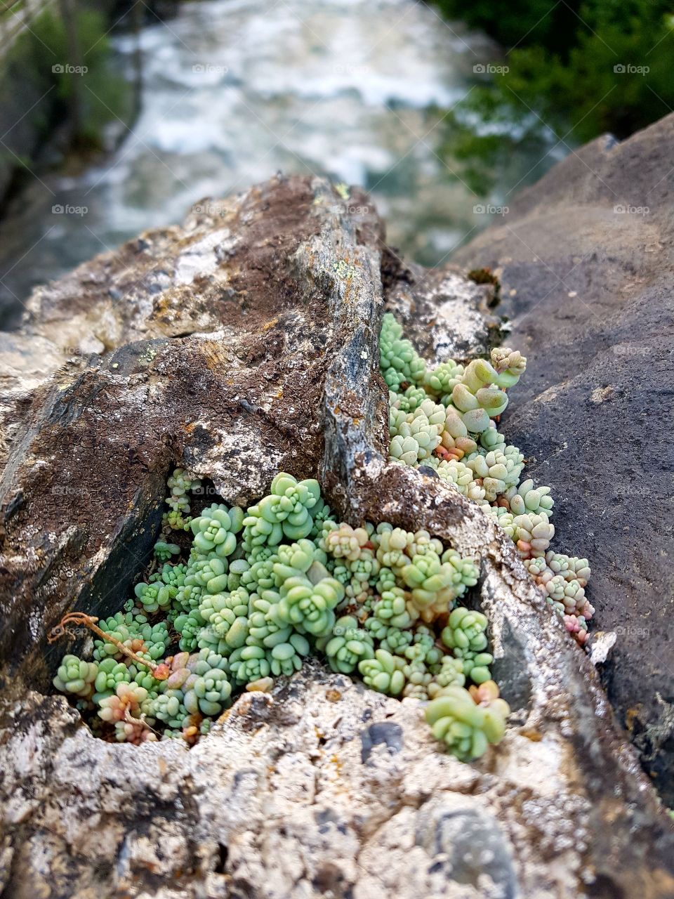 small green plants over a stone