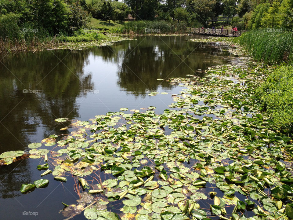 green garden nature pond by austin_harshman