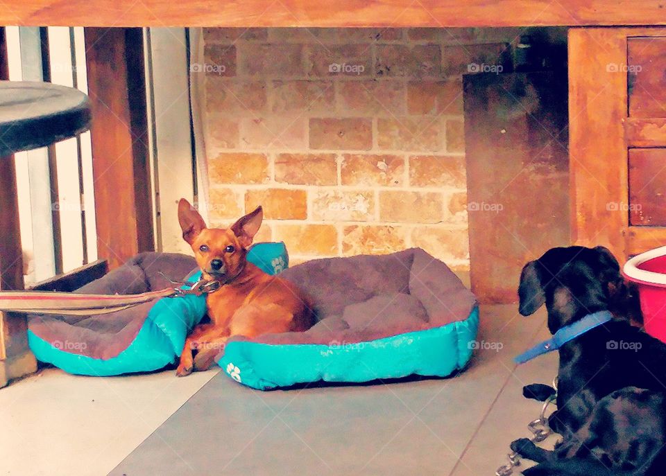 Thug life 😎 little papi stole anan's bed and barks at him when he comes to sit..papi took both beds!