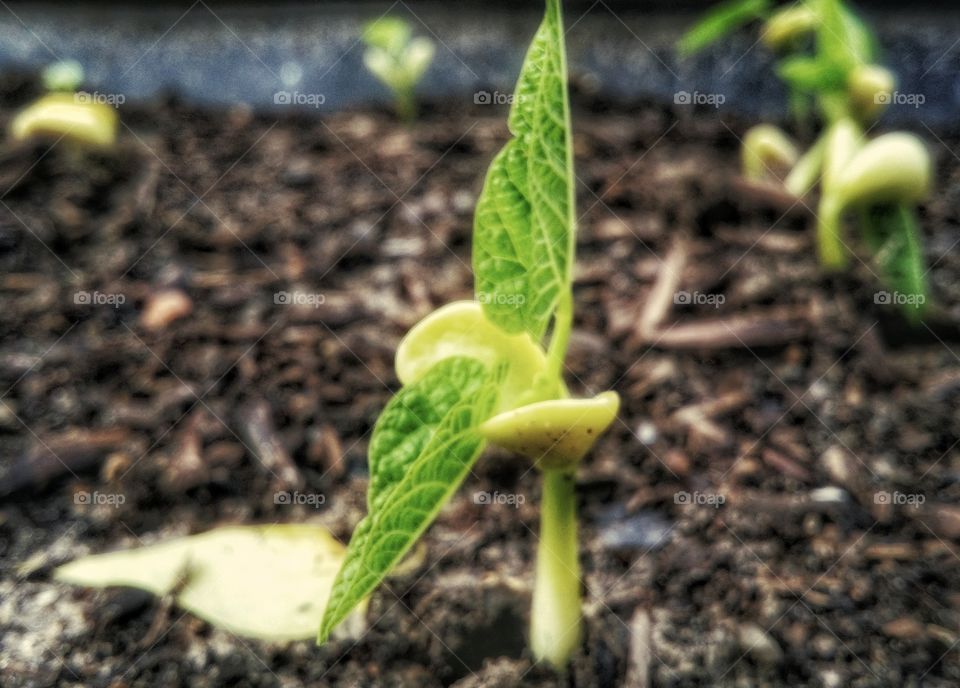 Sprouting Bean Plant