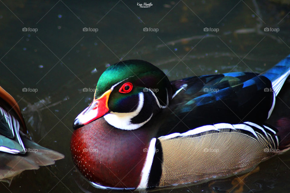 The Woodduck