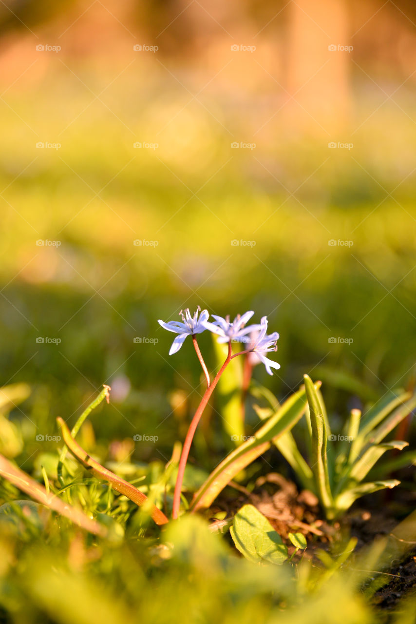 Nature, Grass, Leaf, Blur, Flower