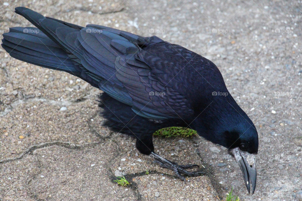 Common Raven 