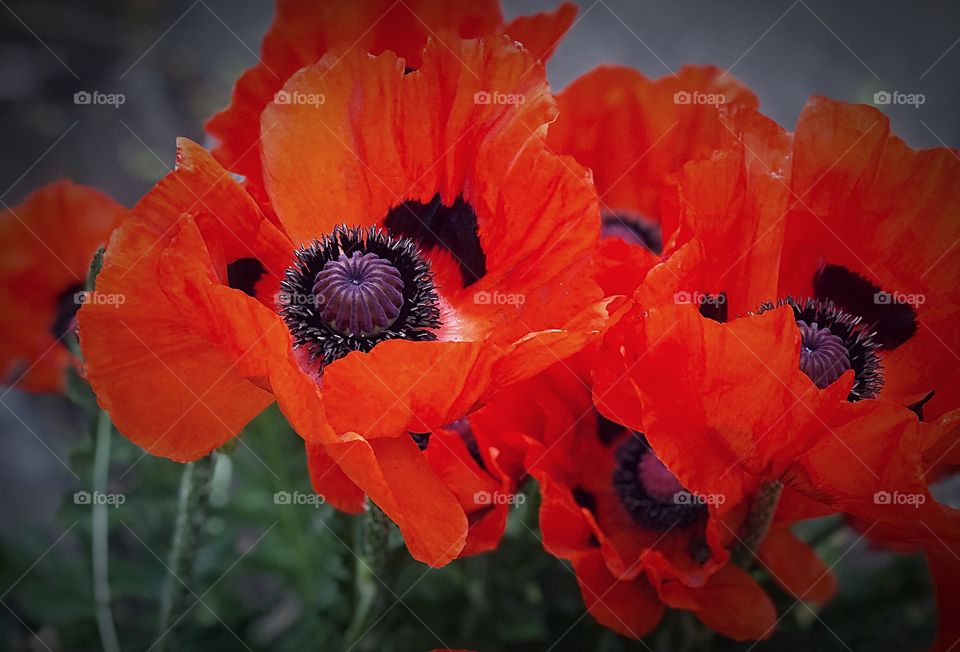 Giant poppies 