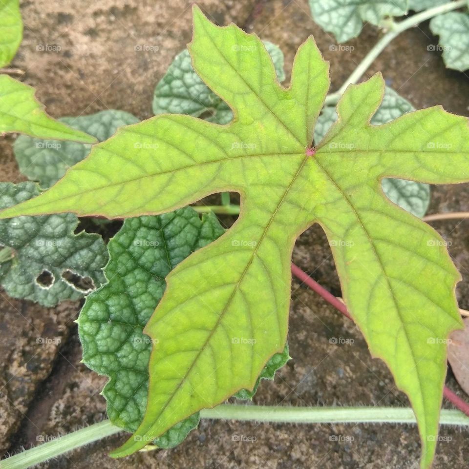 Green leaf on the ground