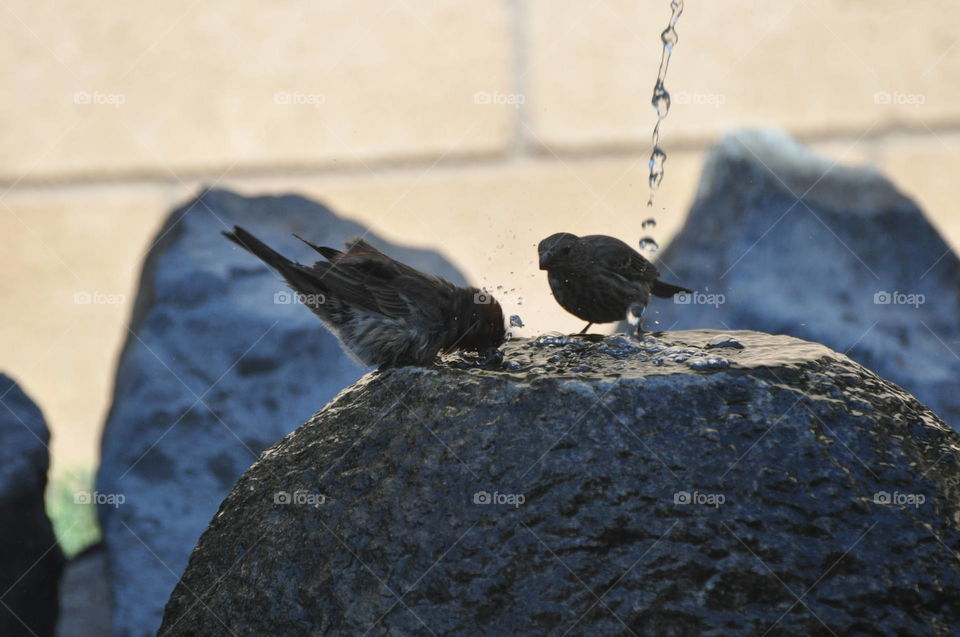 Bathing birds