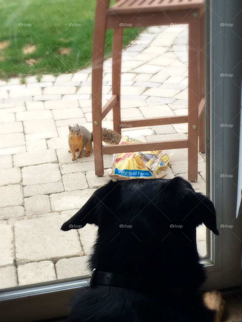 Dog and squirrel stare down 