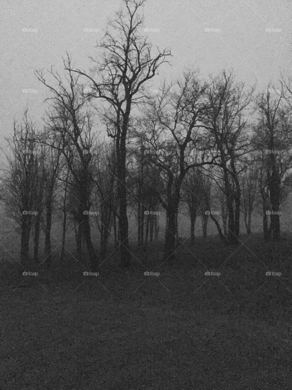 Dark Treeline