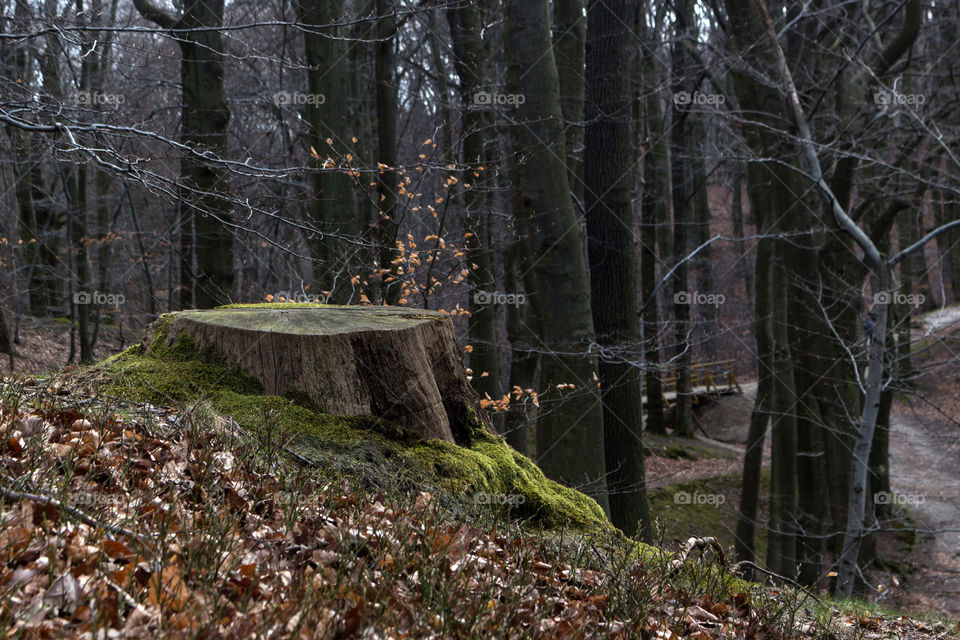 • Beautiful Tree Trunk overgrown with Moss in the Spring Forest
• Natural Photo to Enjoy Watching