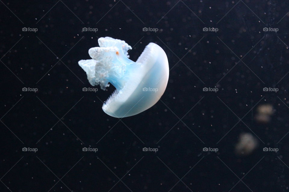 Cute jellyfish
