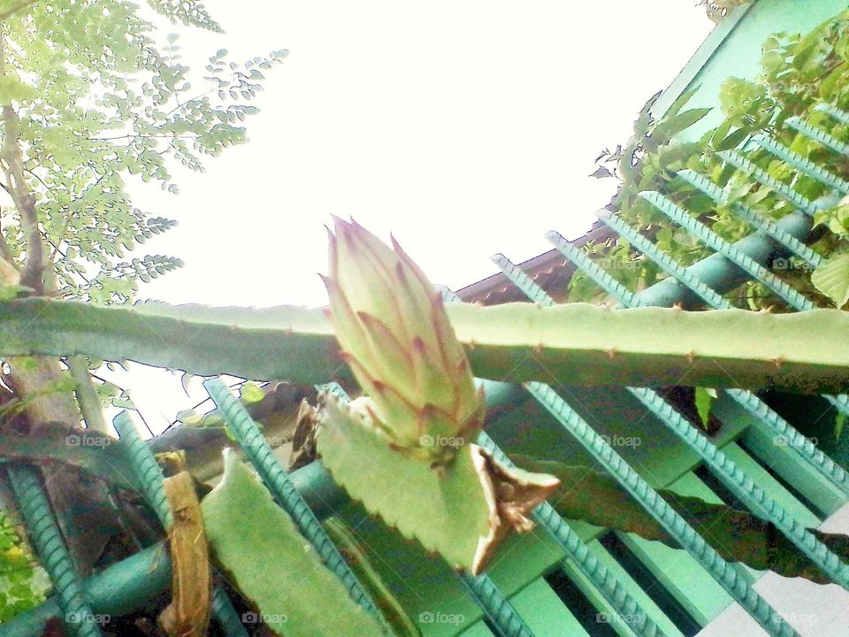 a cactus tree in a pot that is in bloom