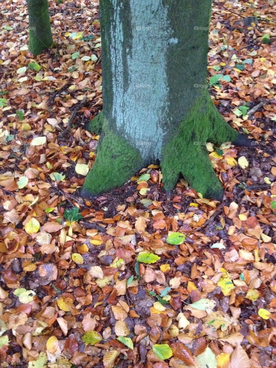 tree and leaves in the fall