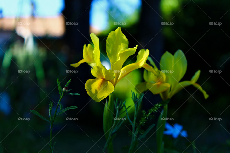 Yellow Flower 🌻