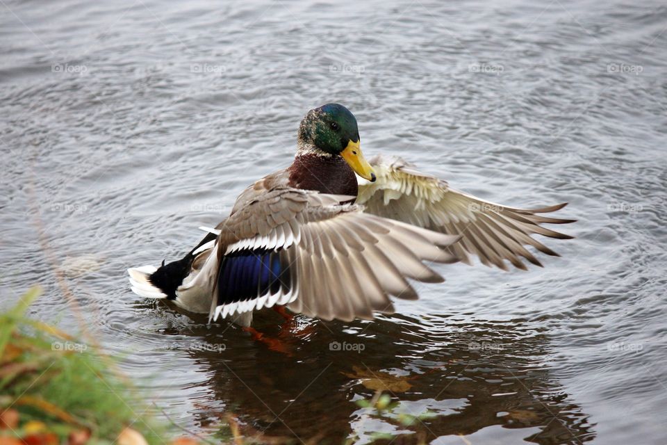 Mallard duck in lake