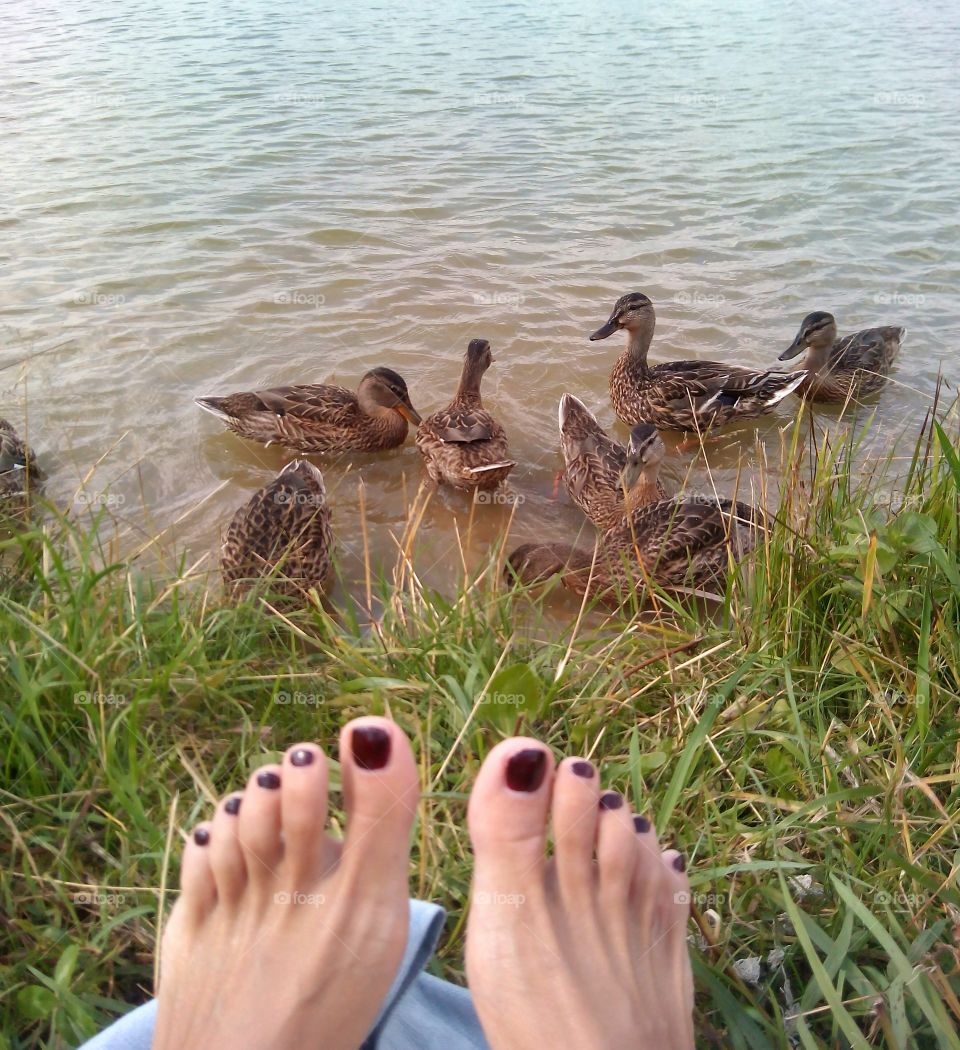 ducks