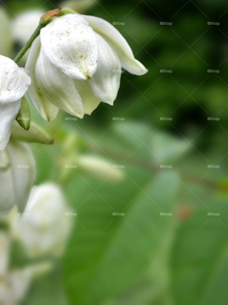 Yucca Flower (Advertising Layout)