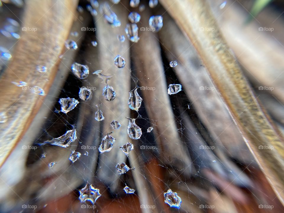 Drops of water on a spider web 