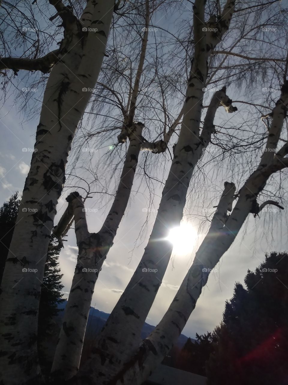 The sun peeking through a birch tree 🌞