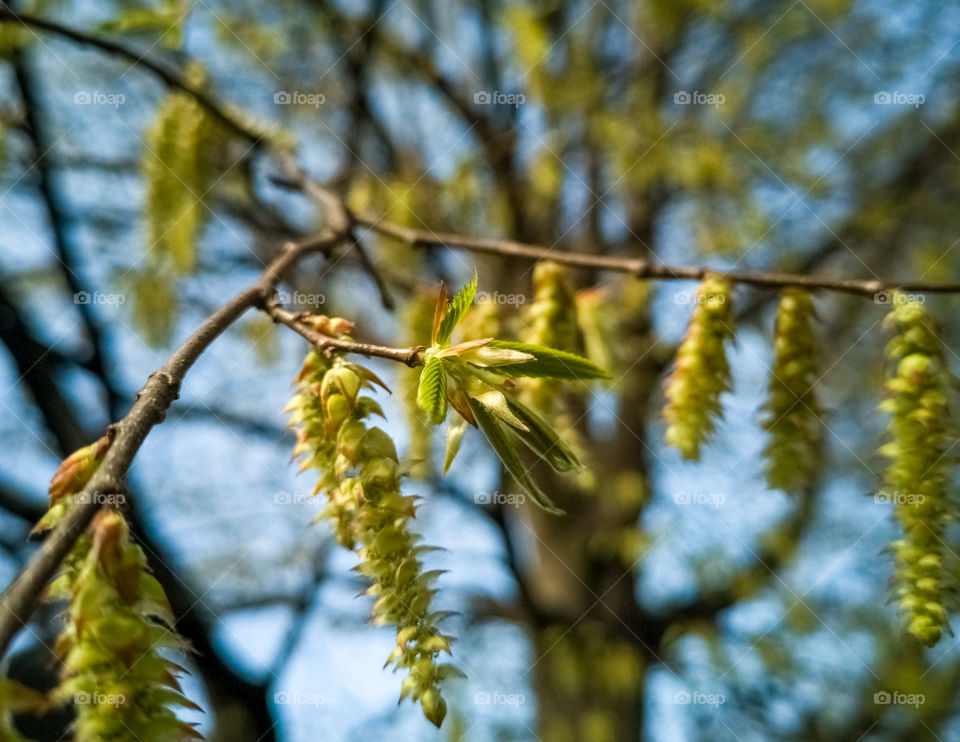 Young leaves awakening to spring.