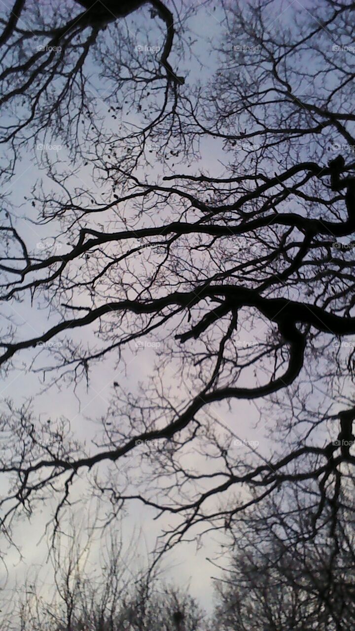 Bare tree branches silhouetted​ on an early morning sky in late December.