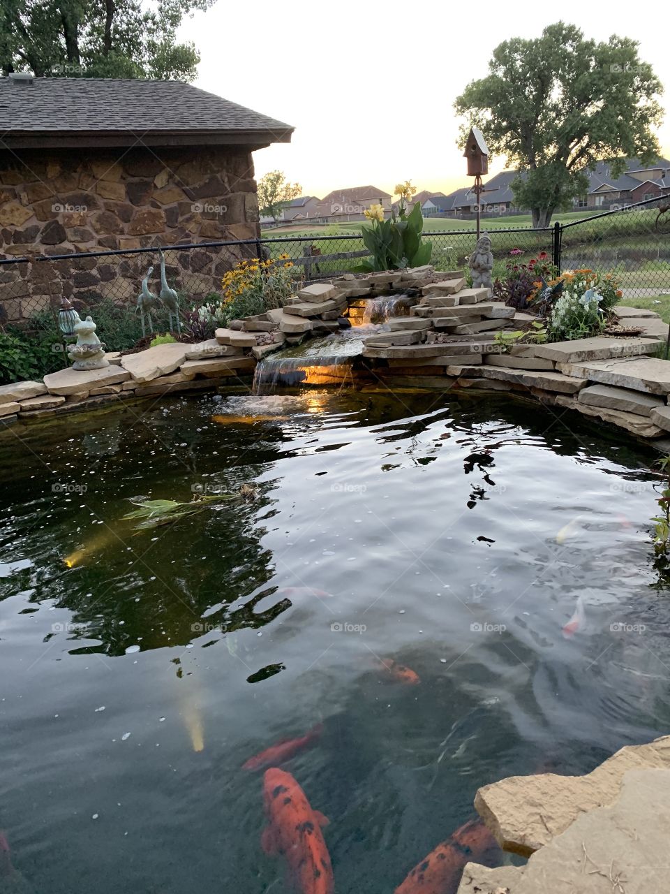 Koi Pond at Sunset