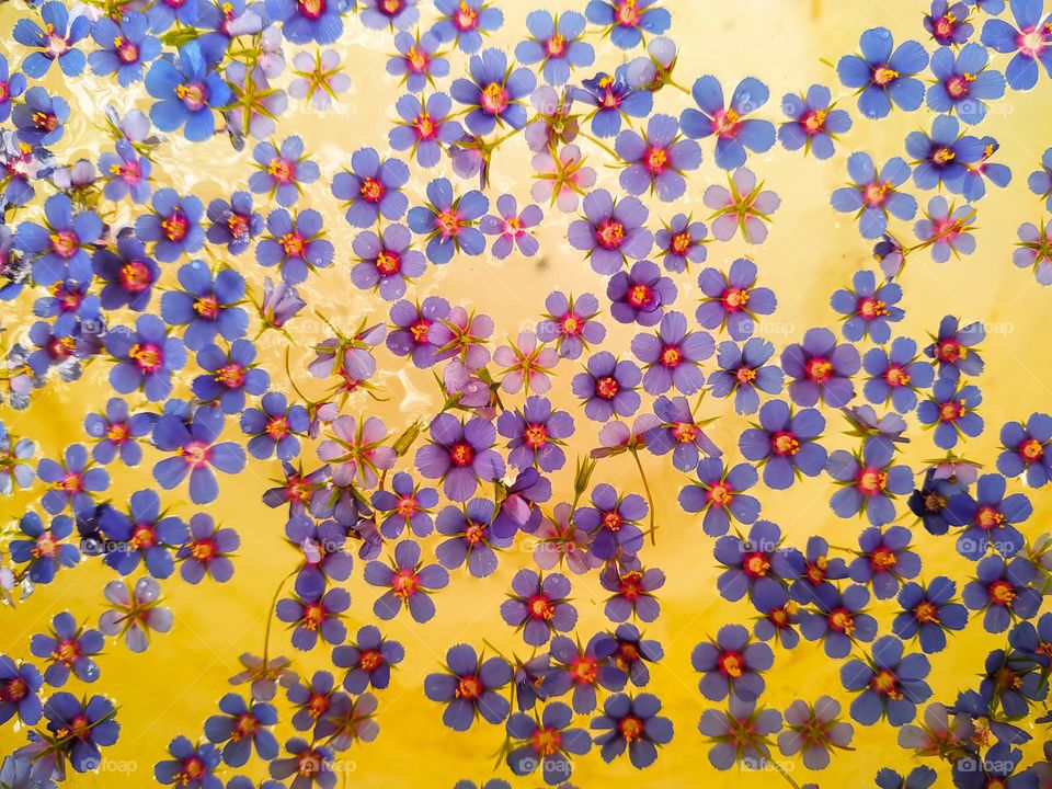 A seamless pattern of beautiful blue Lysimachia foemina flowers in the water