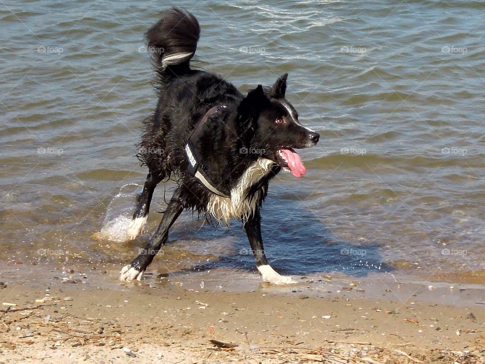 Hund im Rhein