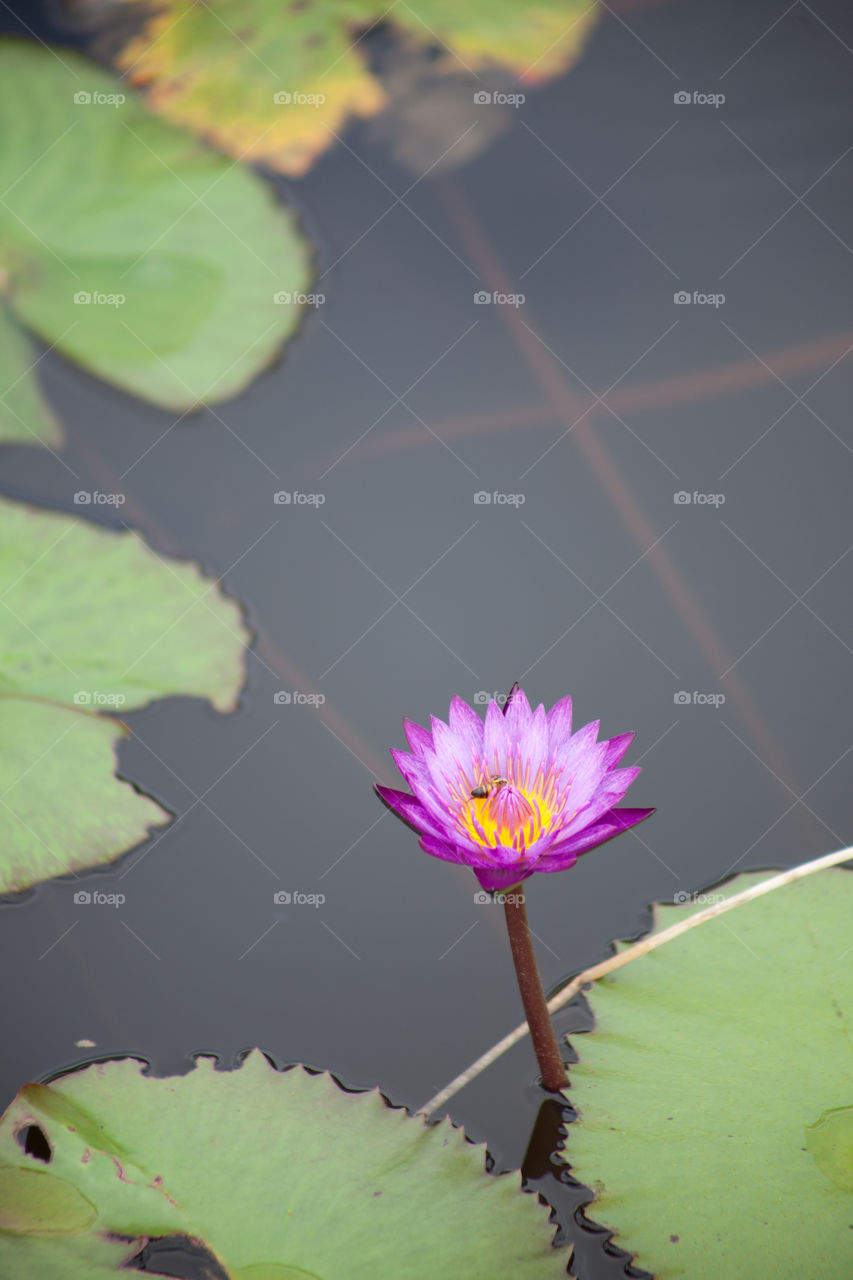 Lotus in a pond.