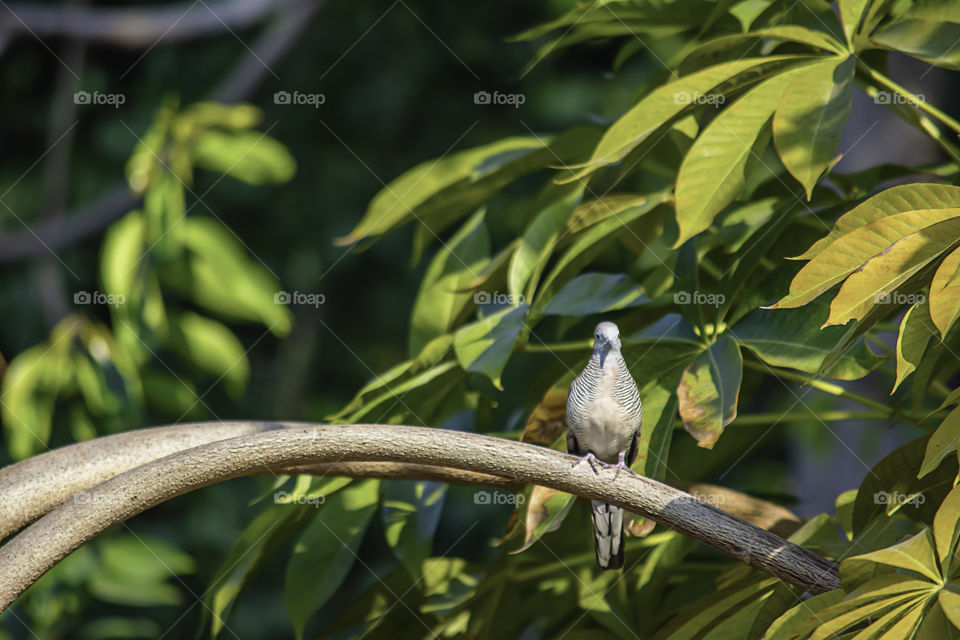 Dove on a branch background green leaves in the garden.