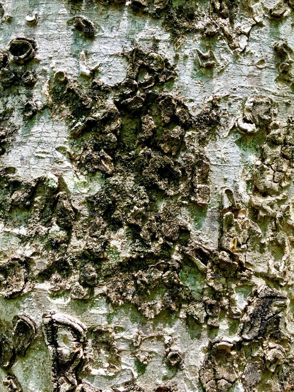 Tree surface 