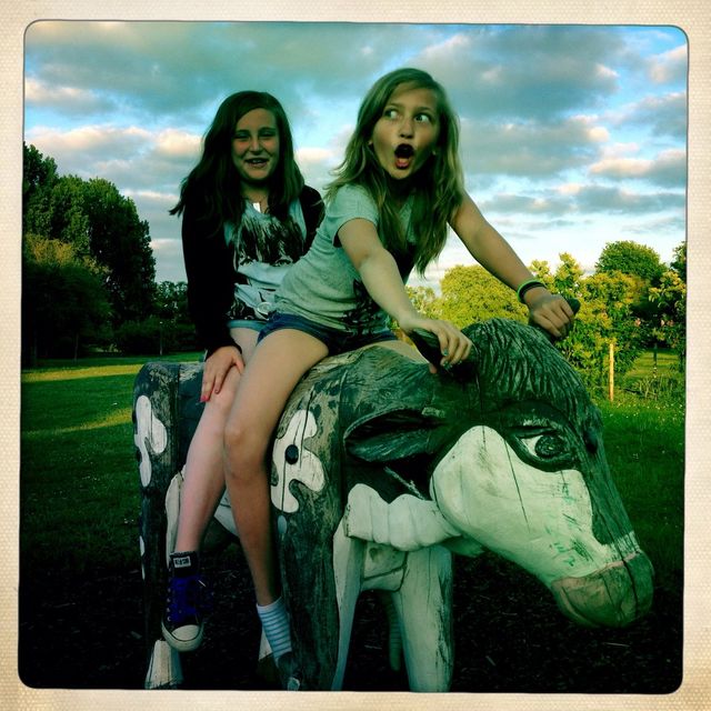Crazy cow riding