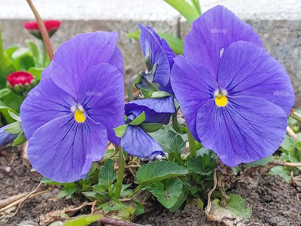 Night and day flower