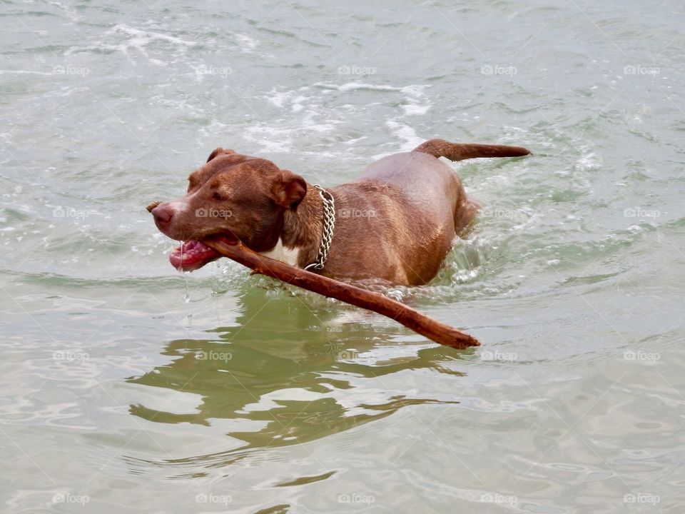 Swimming dog at beach. 