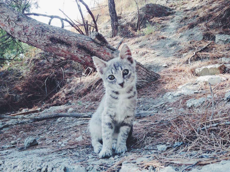 Very cute wild kitten with big eyes 