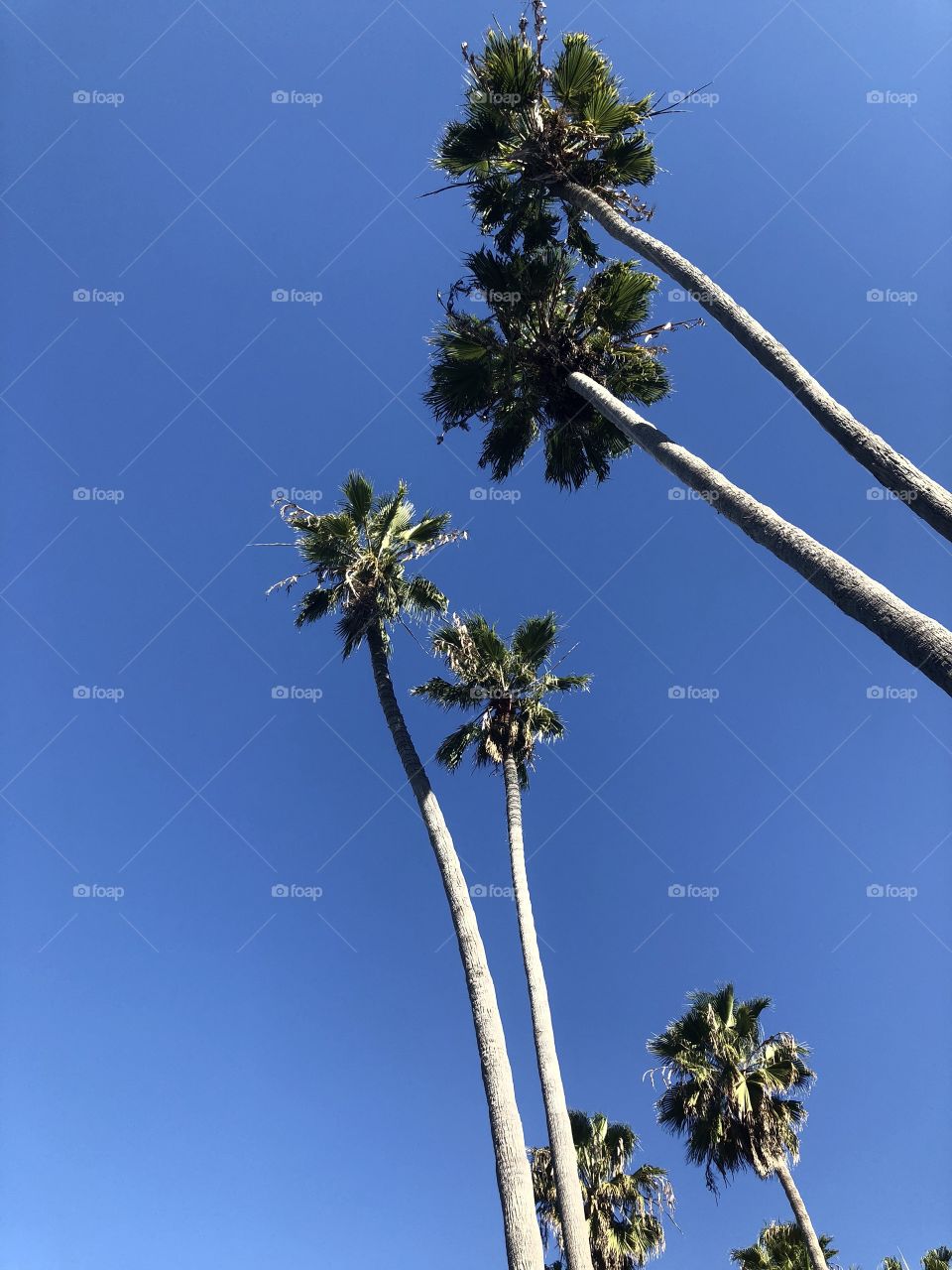 Palm Trees 