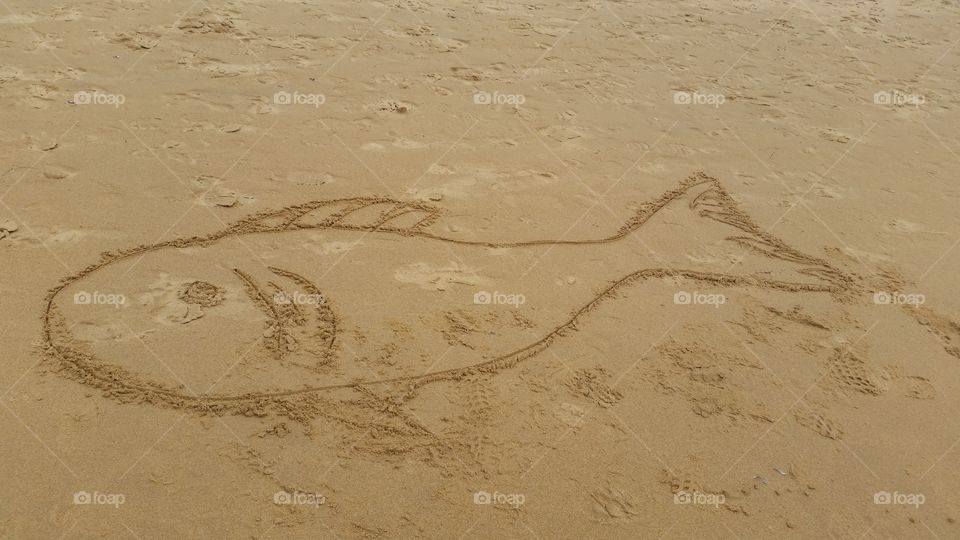 Fish in Sand