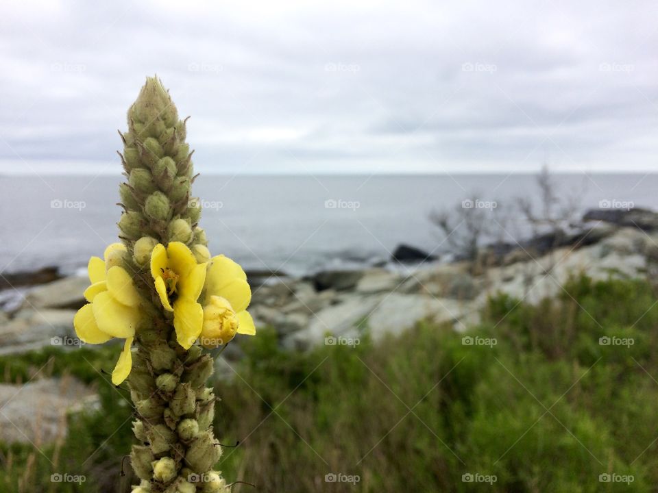 Left mullein 