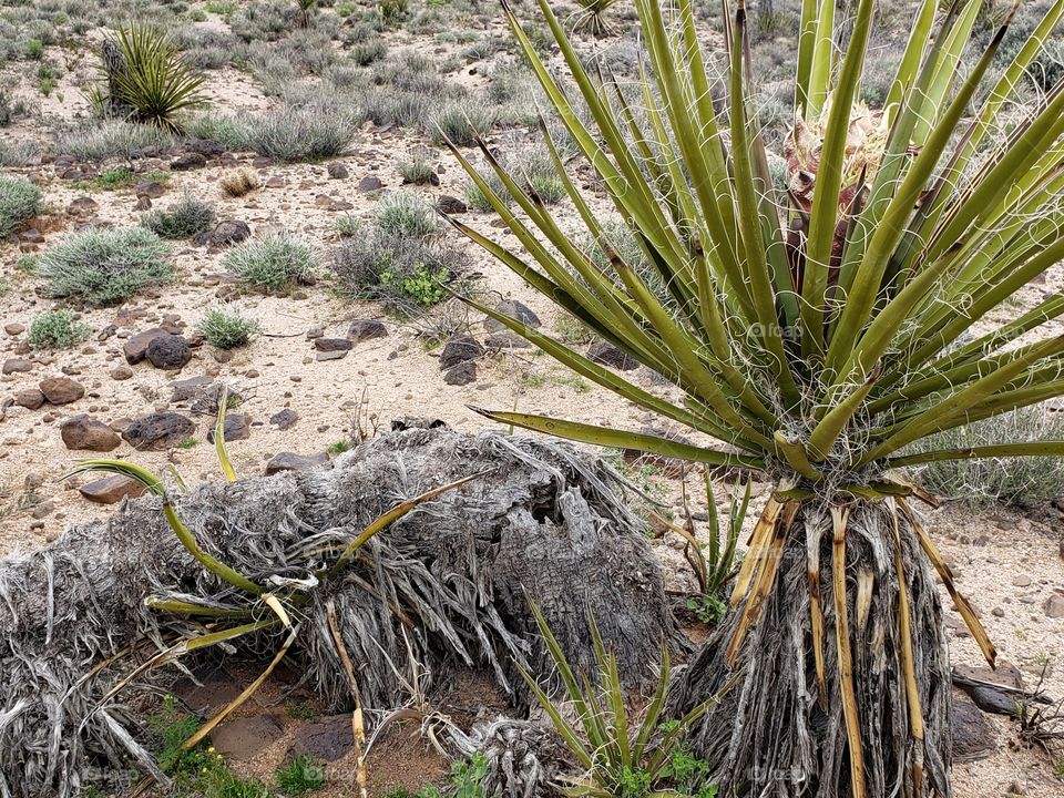 life cycle Yucca