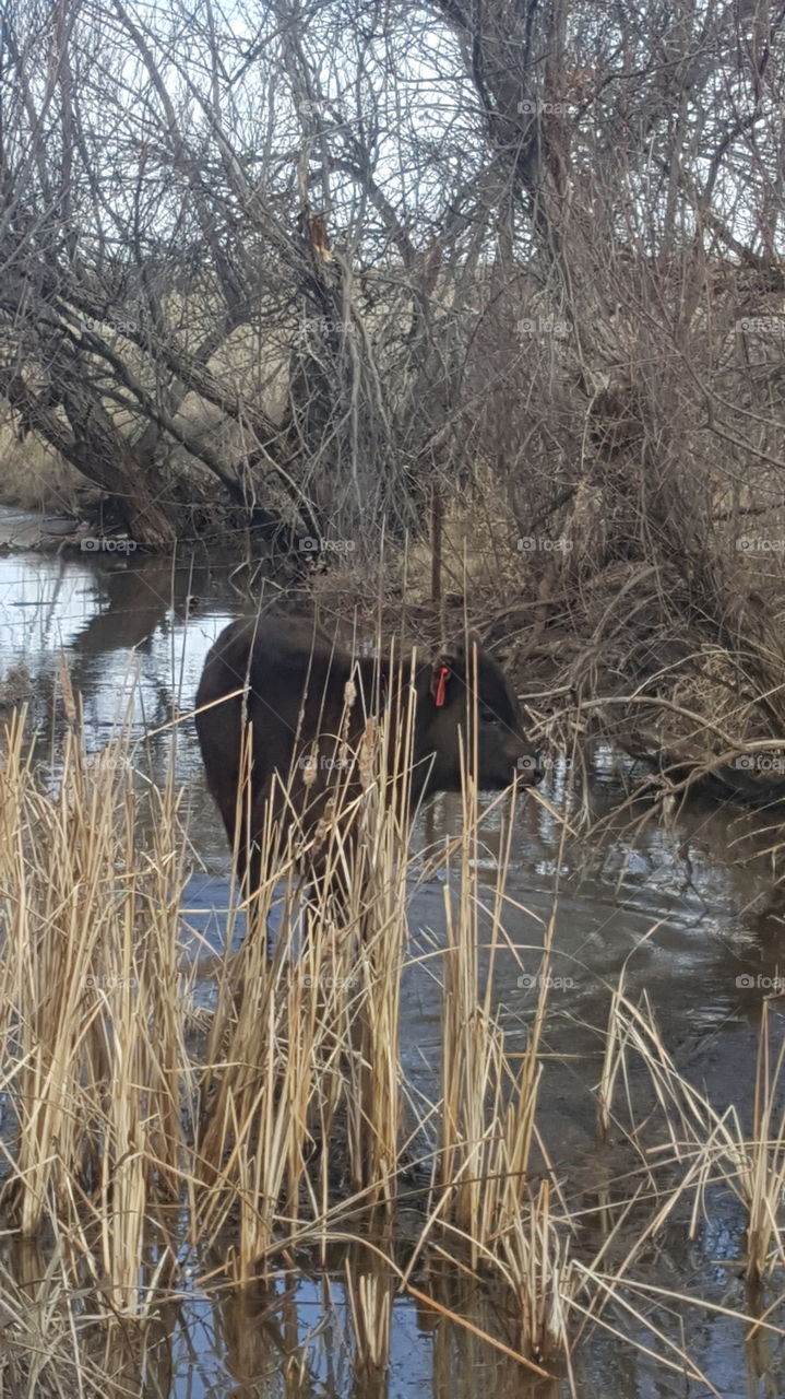 calf hiding in the creek