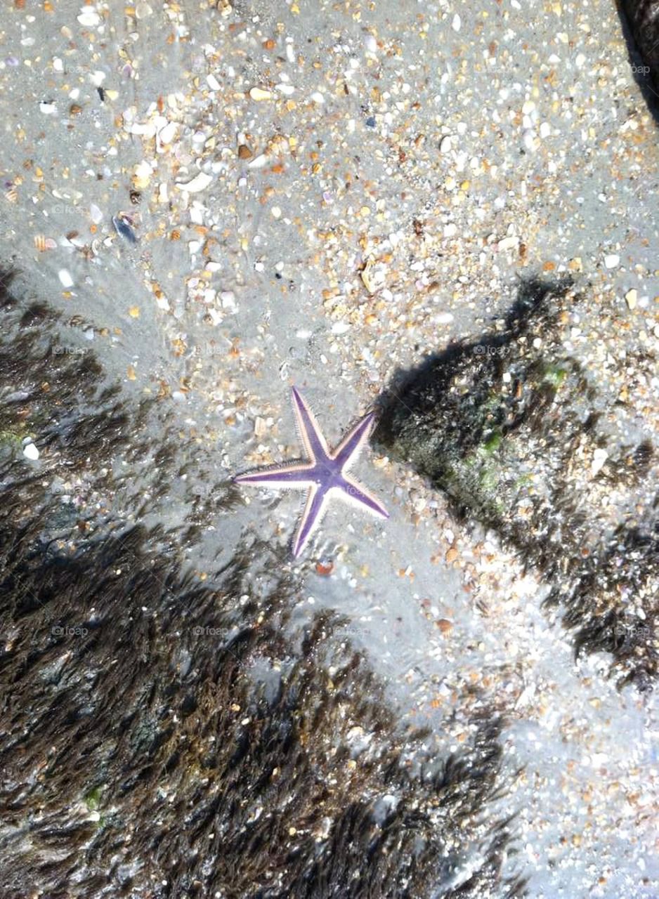 Starfish Palm Coast