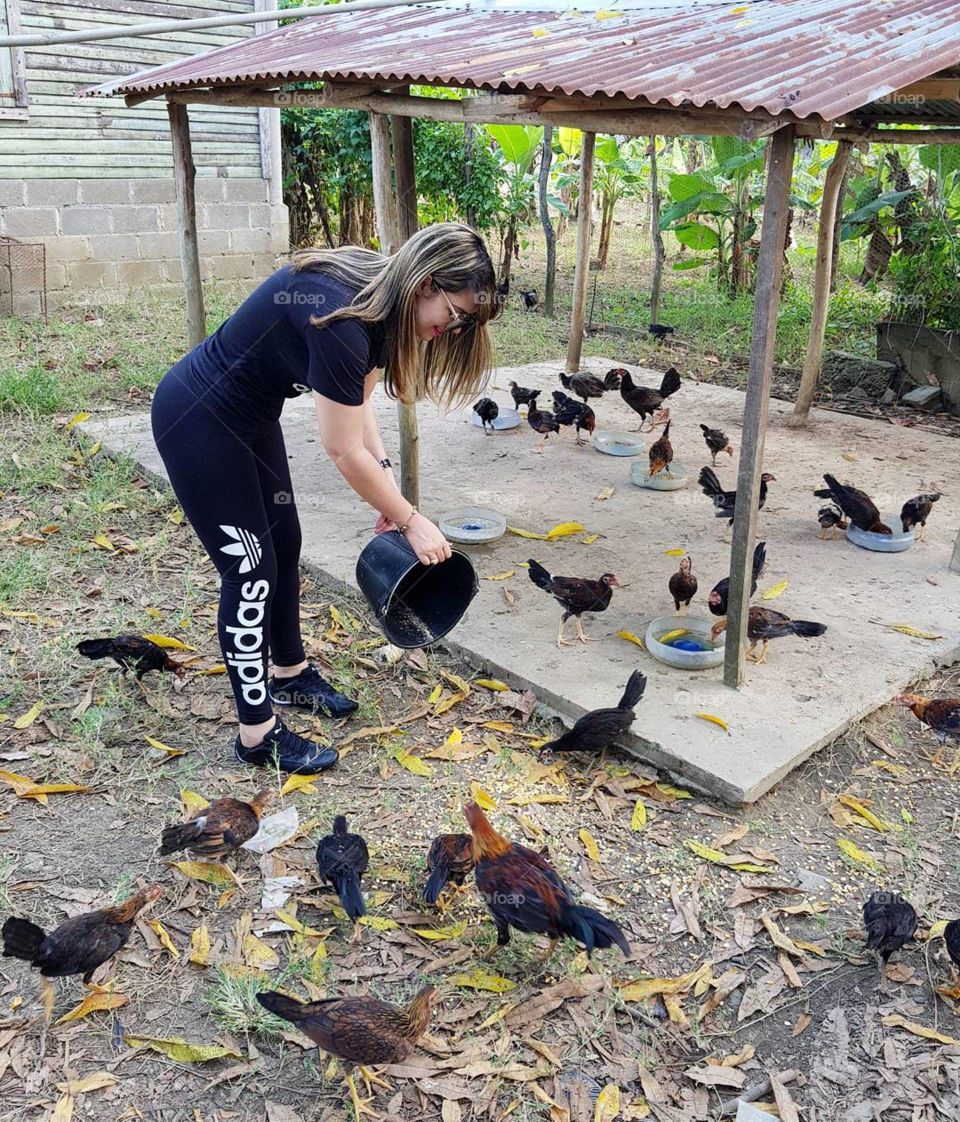 un poco de maíz para mi gallina